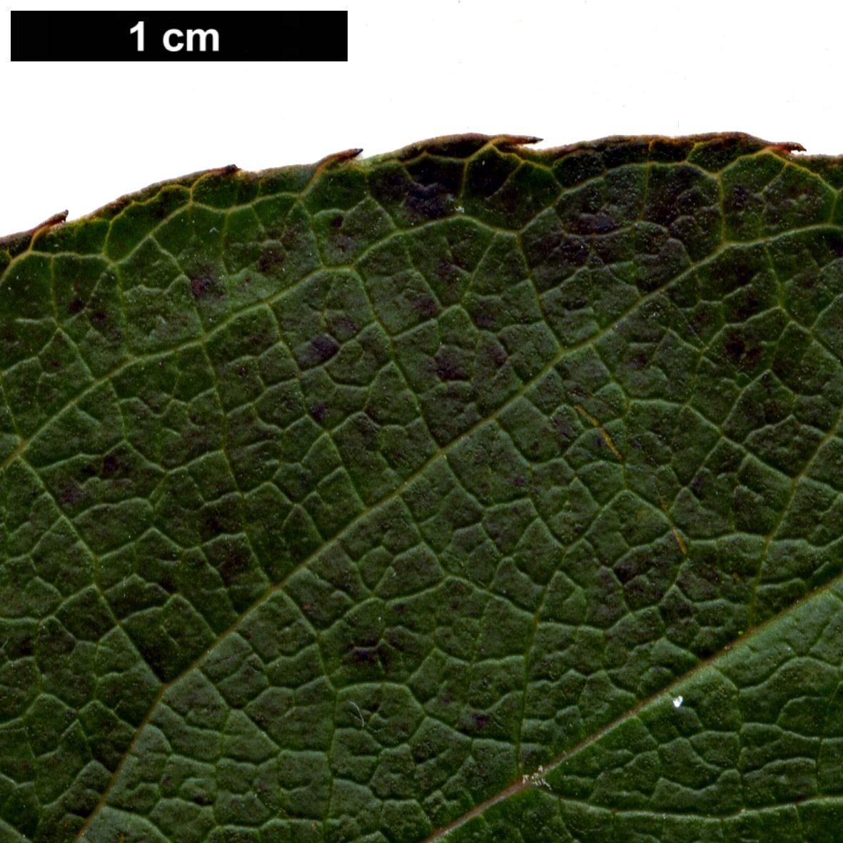 High resolution image: Family: Theaceae - Genus: Stewartia - Taxon: rostrata