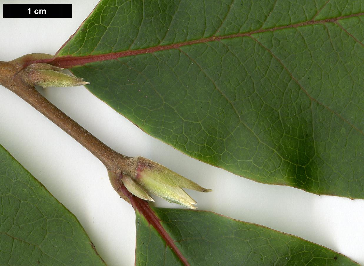 High resolution image: Family: Theaceae - Genus: Stewartia - Taxon: rostrata