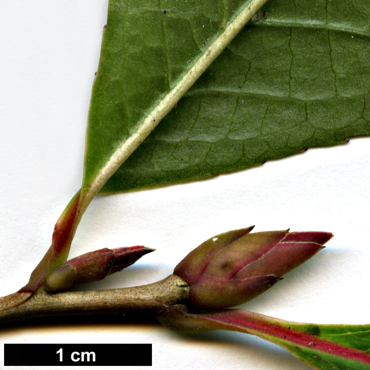 High resolution image: Family: Theaceae - Genus: Stewartia - Taxon: serrata