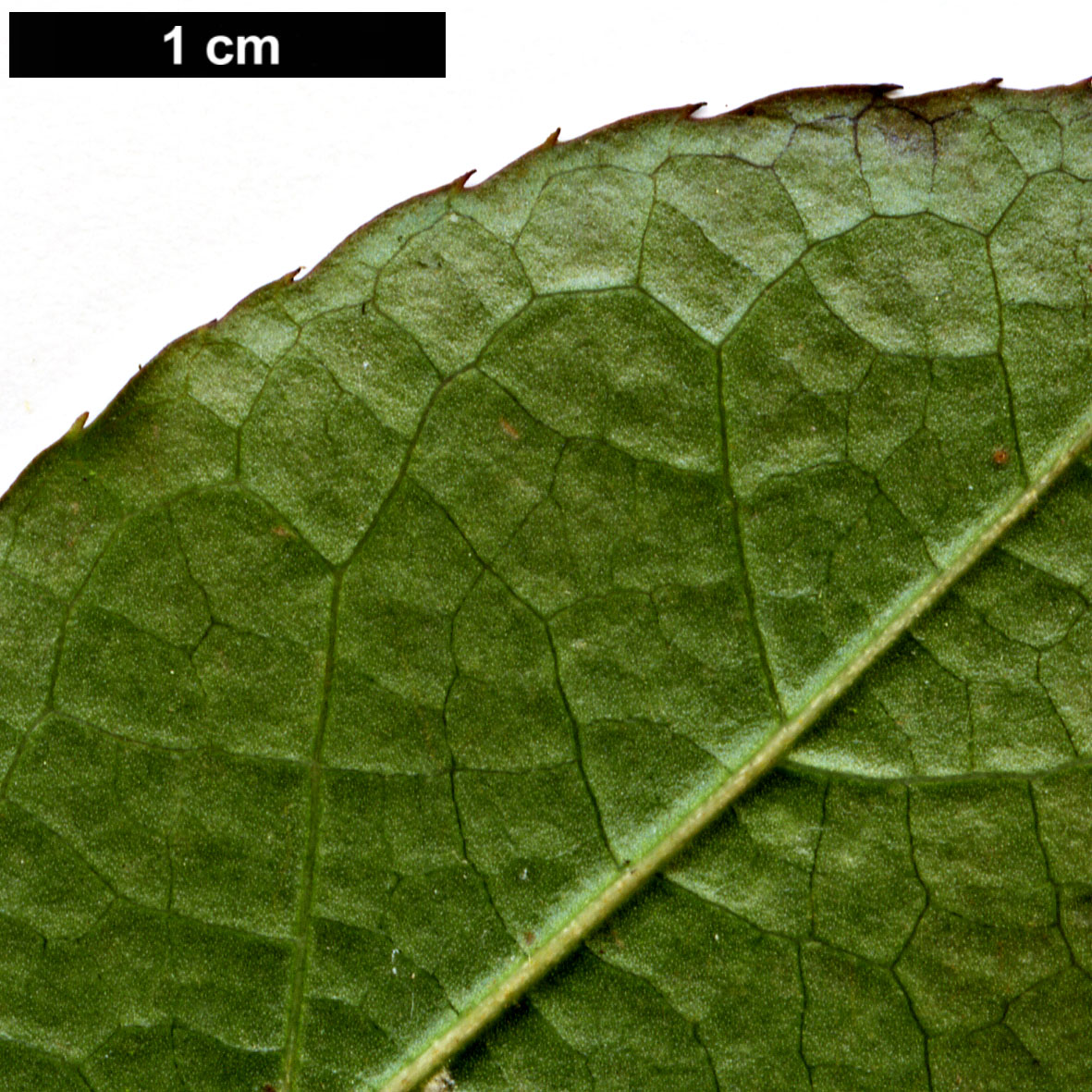 High resolution image: Family: Theaceae - Genus: Stewartia - Taxon: serrata