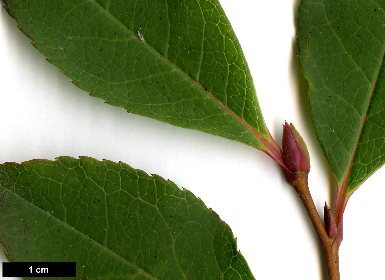 High resolution image: Family: Theaceae - Genus: Stewartia - Taxon: serrata