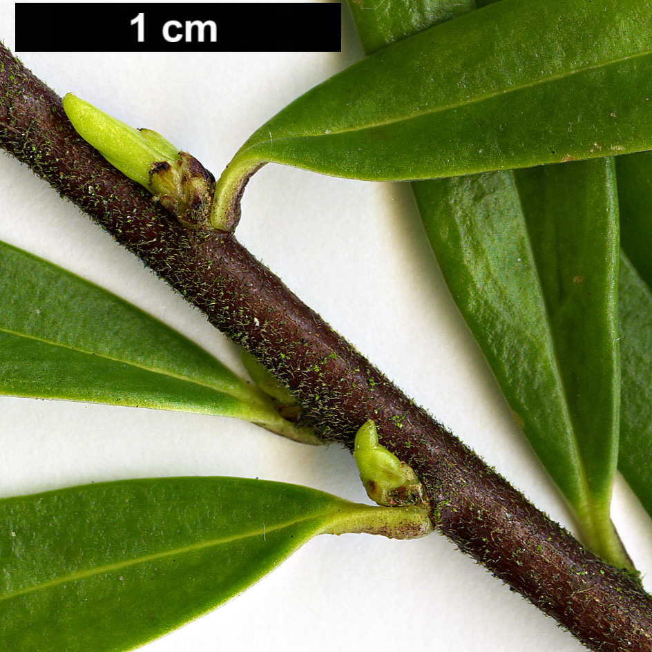 High resolution image: Family: Thymelaeaceae - Genus: Daphne - Taxon: acutiloba