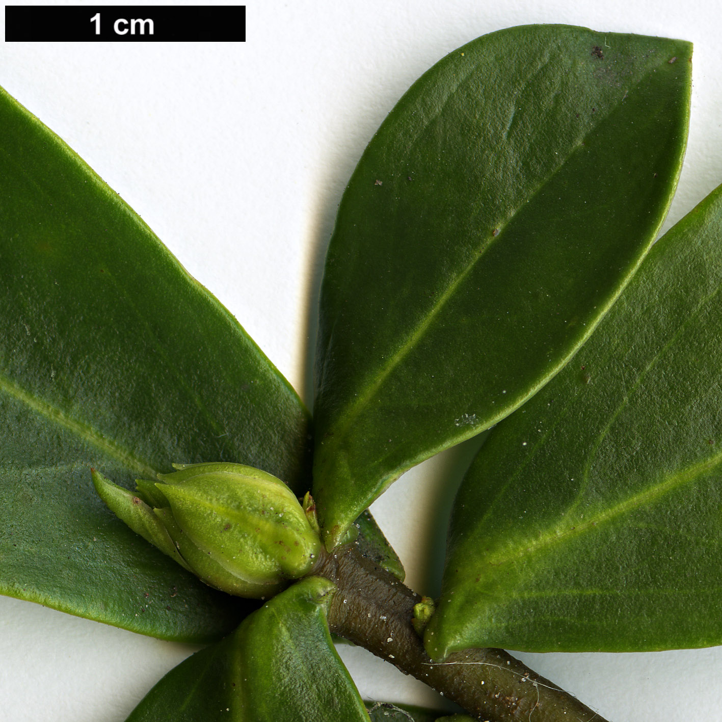 High resolution image: Family: Thymelaeaceae - Genus: Daphne - Taxon: albowiana