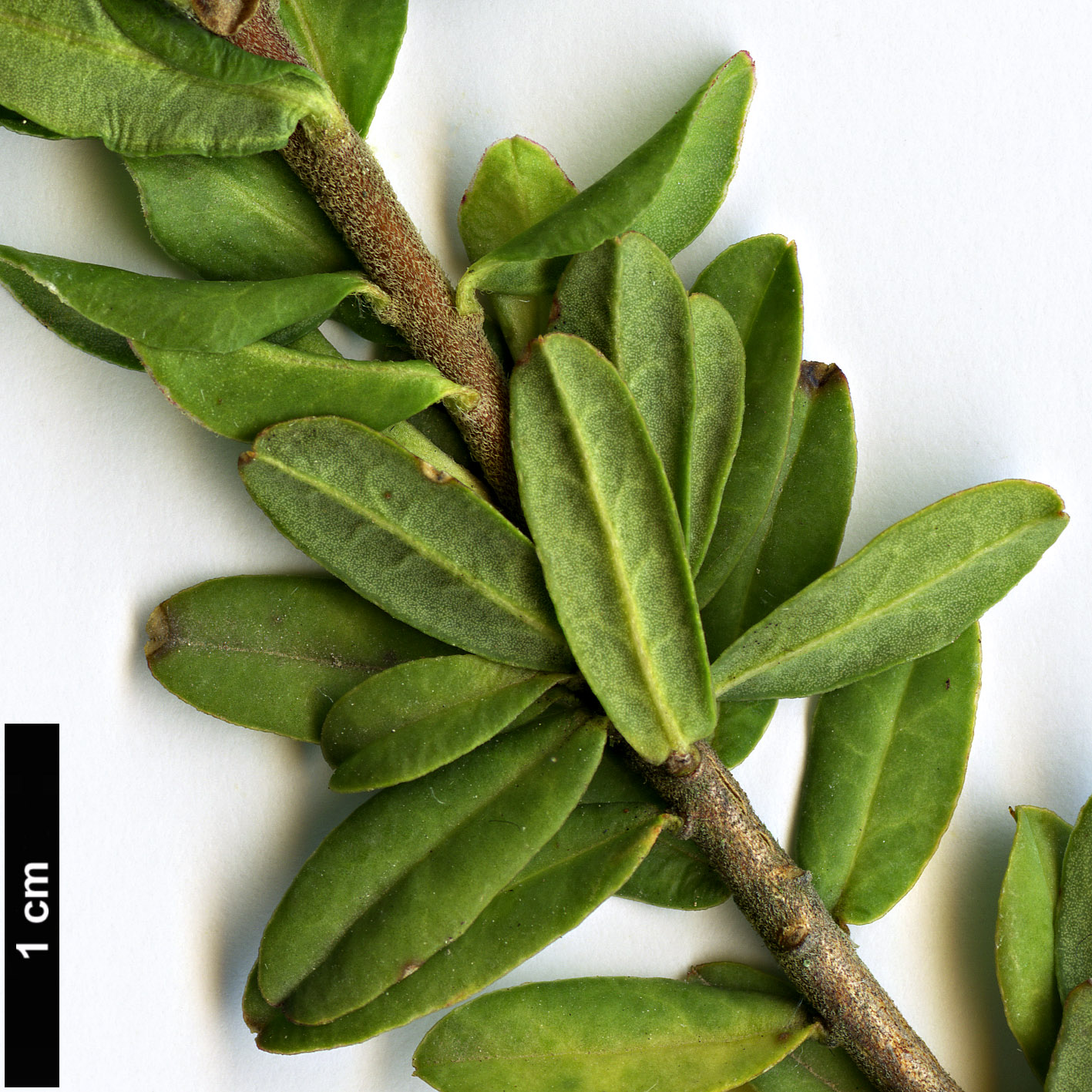 High resolution image: Family: Thymelaeaceae - Genus: Daphne - Taxon: cneorum