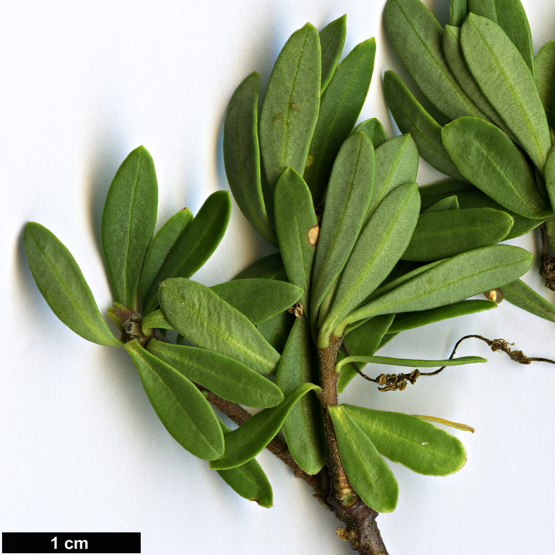 High resolution image: Family: Thymelaeaceae - Genus: Daphne - Taxon: kosaninii