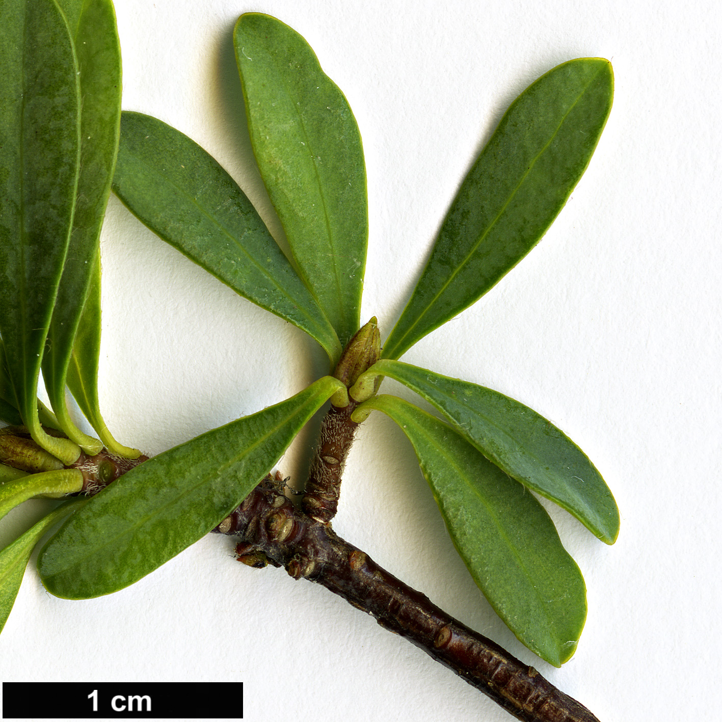 High resolution image: Family: Thymelaeaceae - Genus: Daphne - Taxon: kurdica