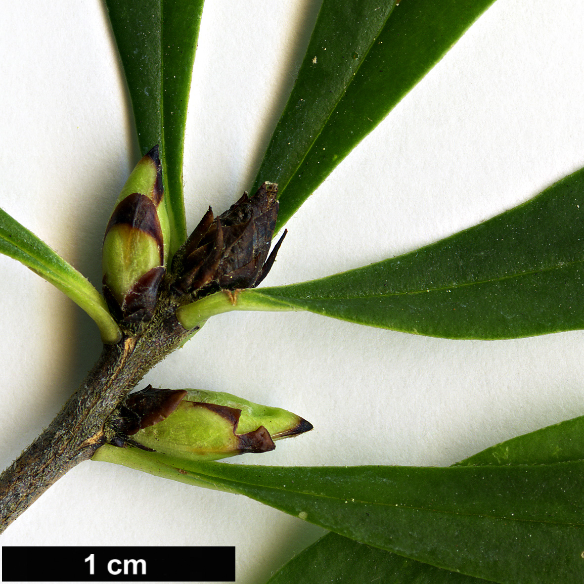 High resolution image: Family: Thymelaeaceae - Genus: Daphne - Taxon: mezereum