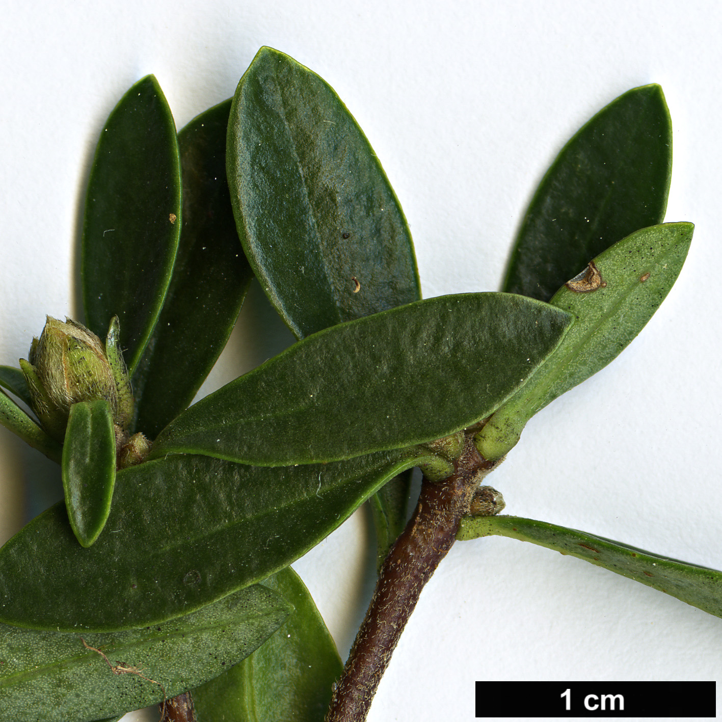 High resolution image: Family: Thymelaeaceae - Genus: Daphne - Taxon: oleoides