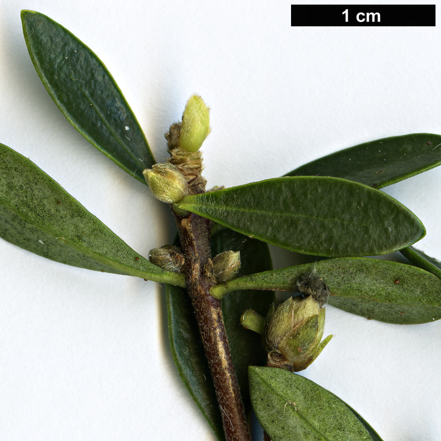 High resolution image: Family: Thymelaeaceae - Genus: Daphne - Taxon: oleoides