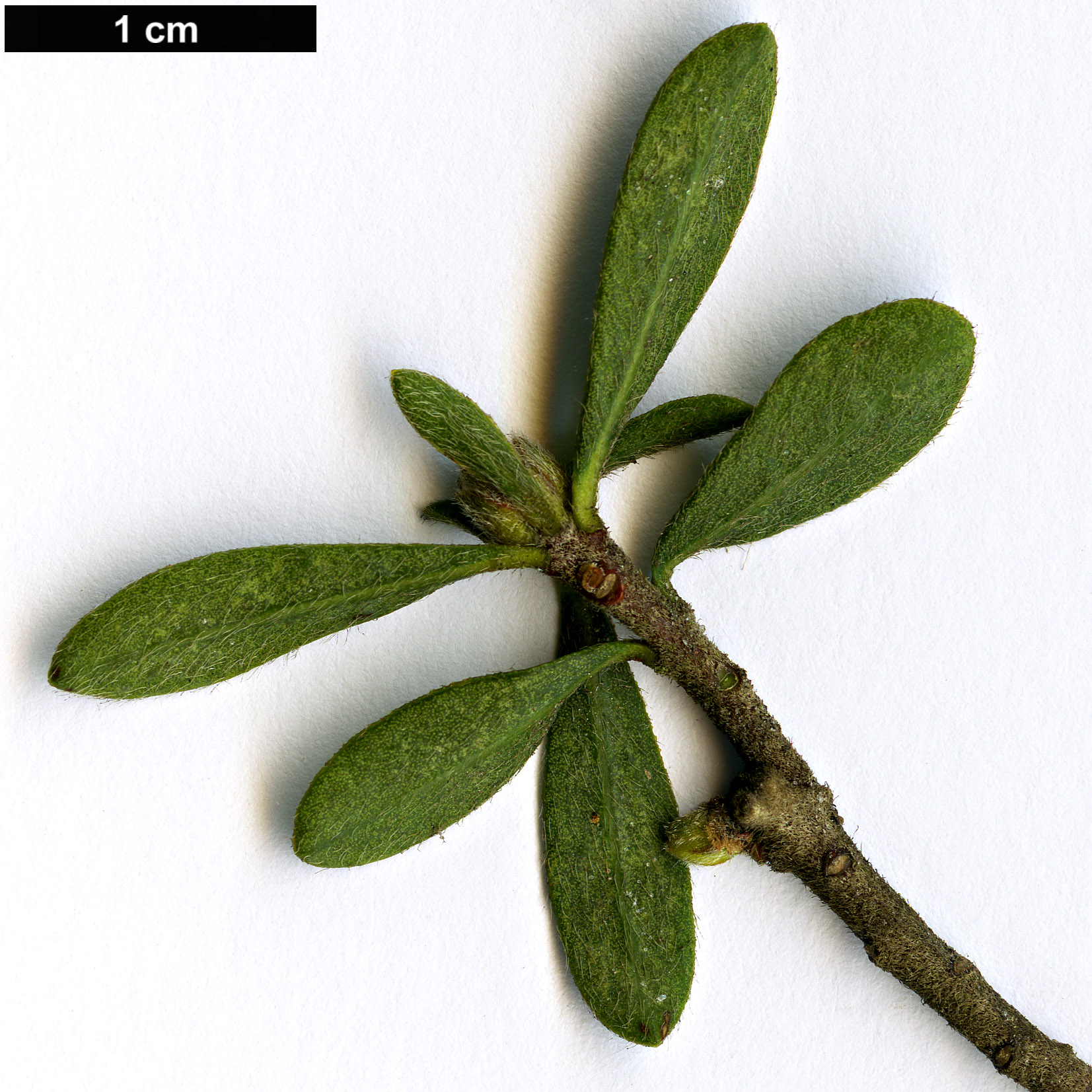 High resolution image: Family: Thymelaeaceae - Genus: Daphne - Taxon: transcaucasica