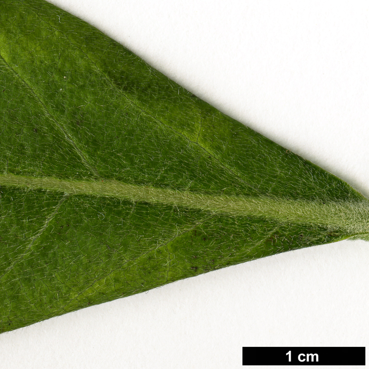 High resolution image: Family: Thymelaeaceae - Genus: Edgeworthia - Taxon: gardneri