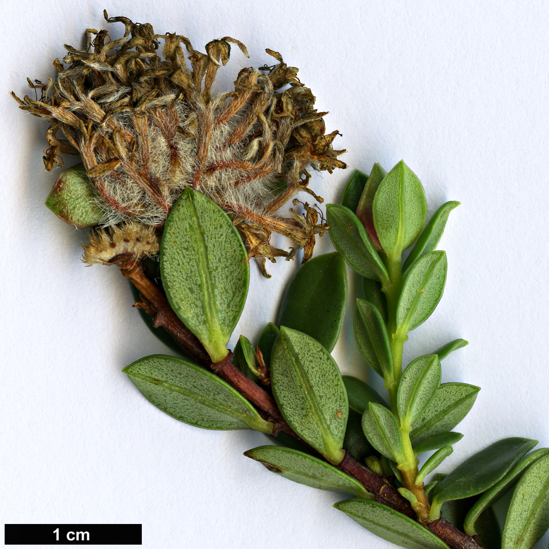 High resolution image: Family: Thymelaeaceae - Genus: Pimelea - Taxon: ferruginea