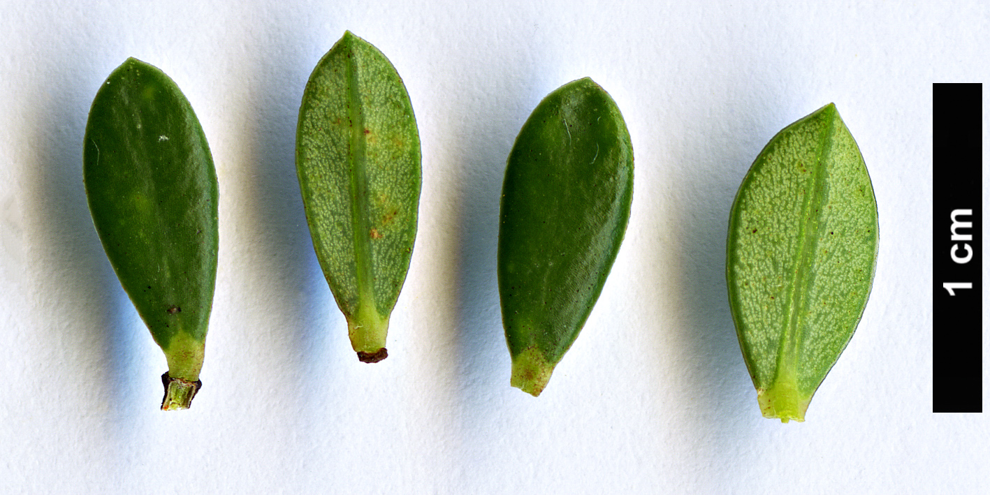 High resolution image: Family: Thymelaeaceae - Genus: Pimelea - Taxon: ferruginea