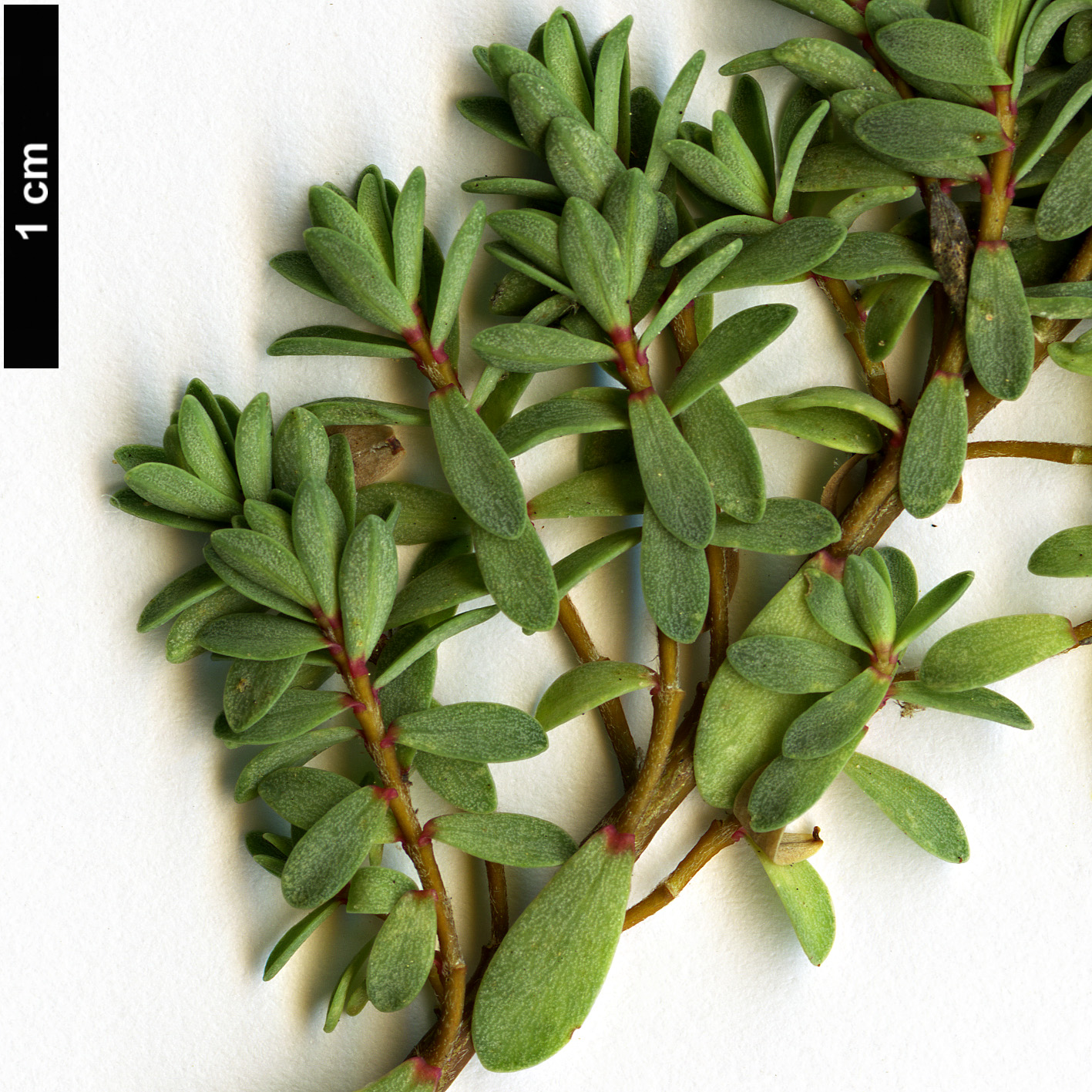 High resolution image: Family: Thymelaeaceae - Genus: Pimelea - Taxon: prostrata