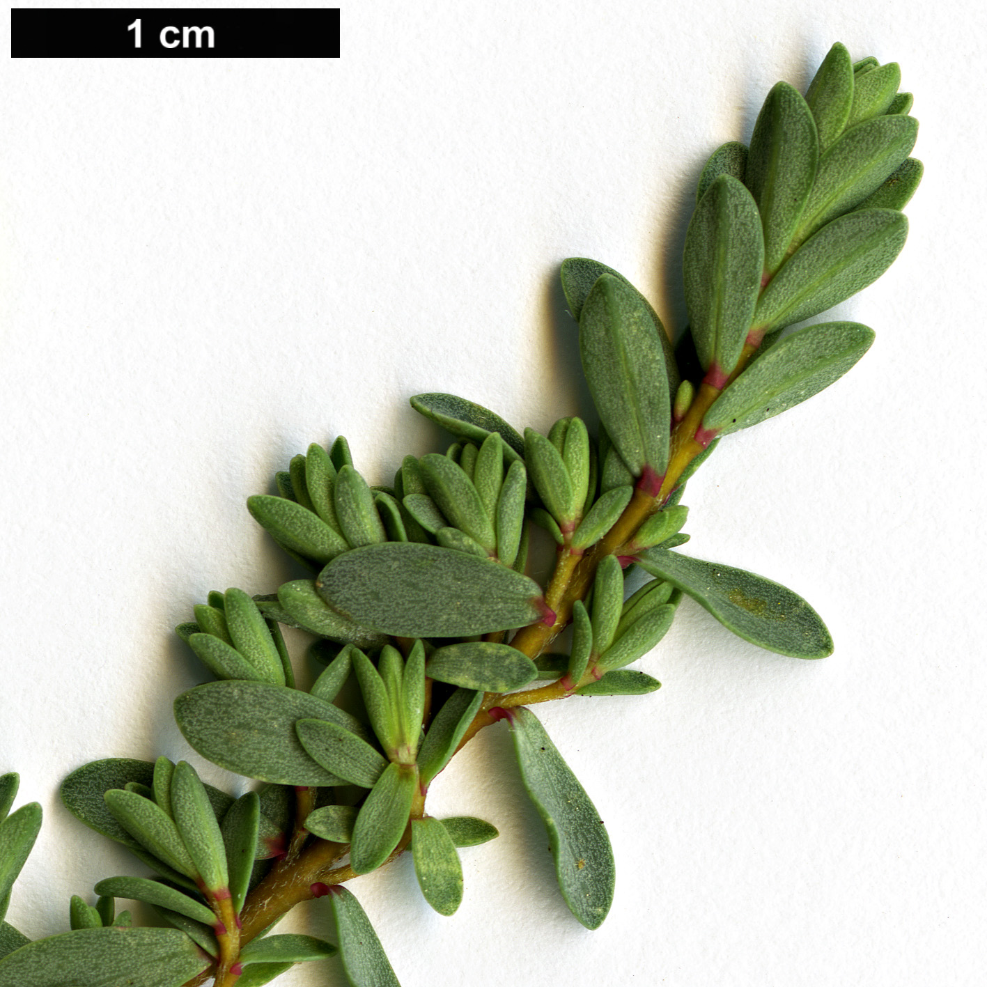 High resolution image: Family: Thymelaeaceae - Genus: Pimelea - Taxon: prostrata