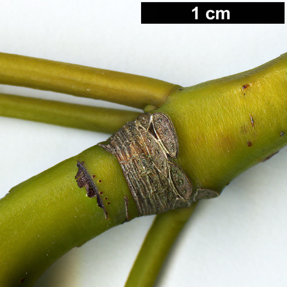 High resolution image: Family: Trochodendraceae - Genus: Trochodendron - Taxon: aralioides