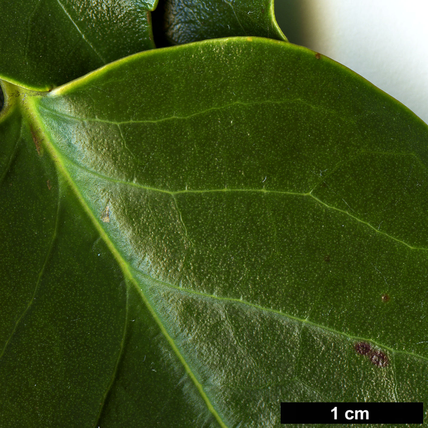 High resolution image: Family: Trochodendraceae - Genus: Trochodendron - Taxon: aralioides