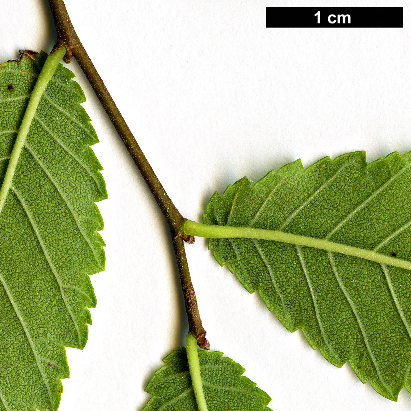 High resolution image: Family: Ulmaceae - Genus: Ulmus - Taxon: alata