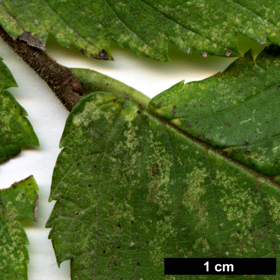 High resolution image: Family: Ulmaceae - Genus: Ulmus - Taxon: americana