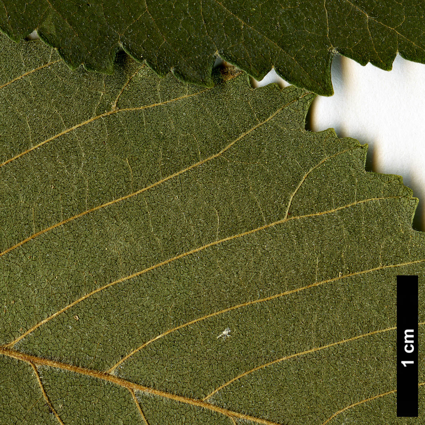 High resolution image: Family: Ulmaceae - Genus: Ulmus - Taxon: canescens