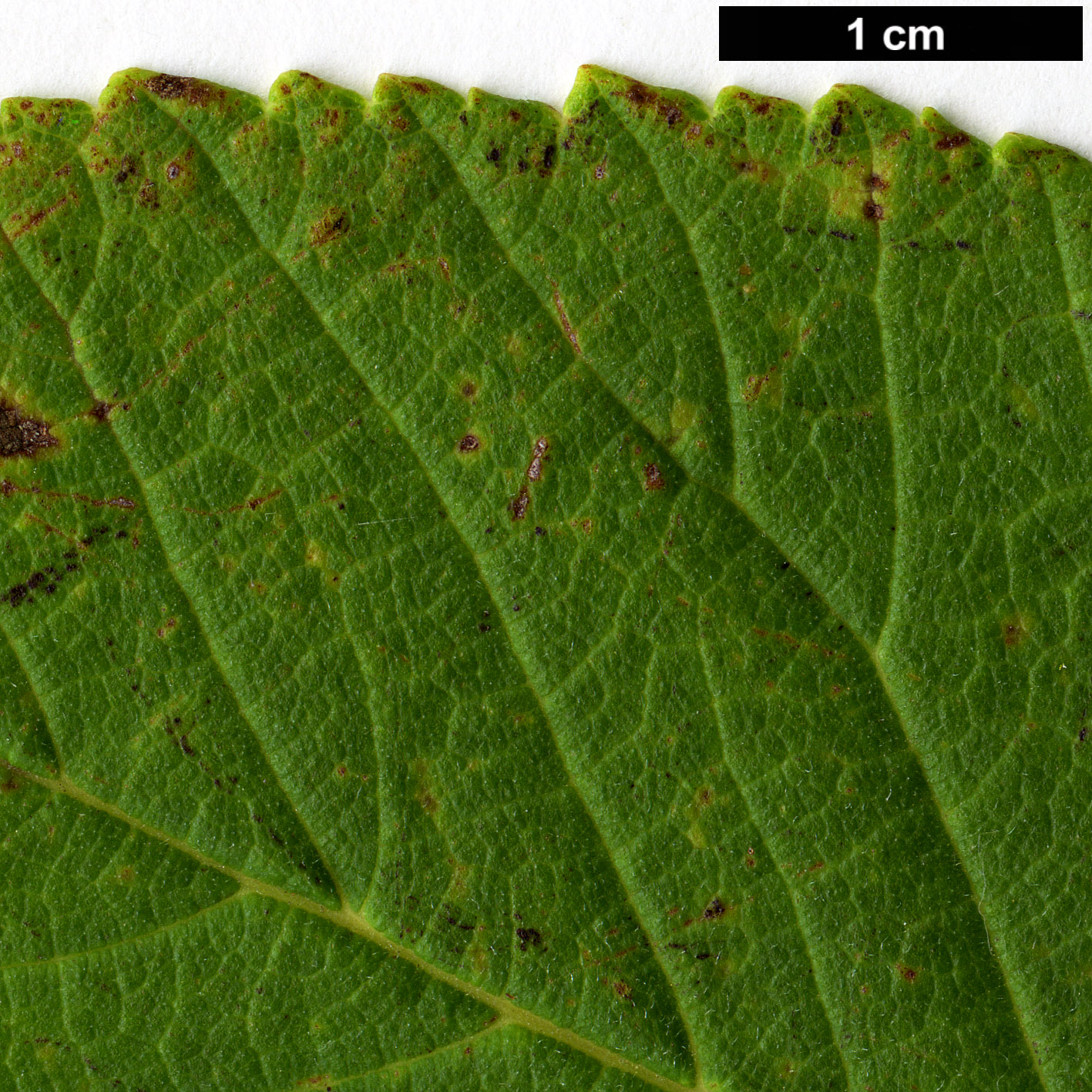 High resolution image: Family: Ulmaceae - Genus: Ulmus - Taxon: castaneifolia