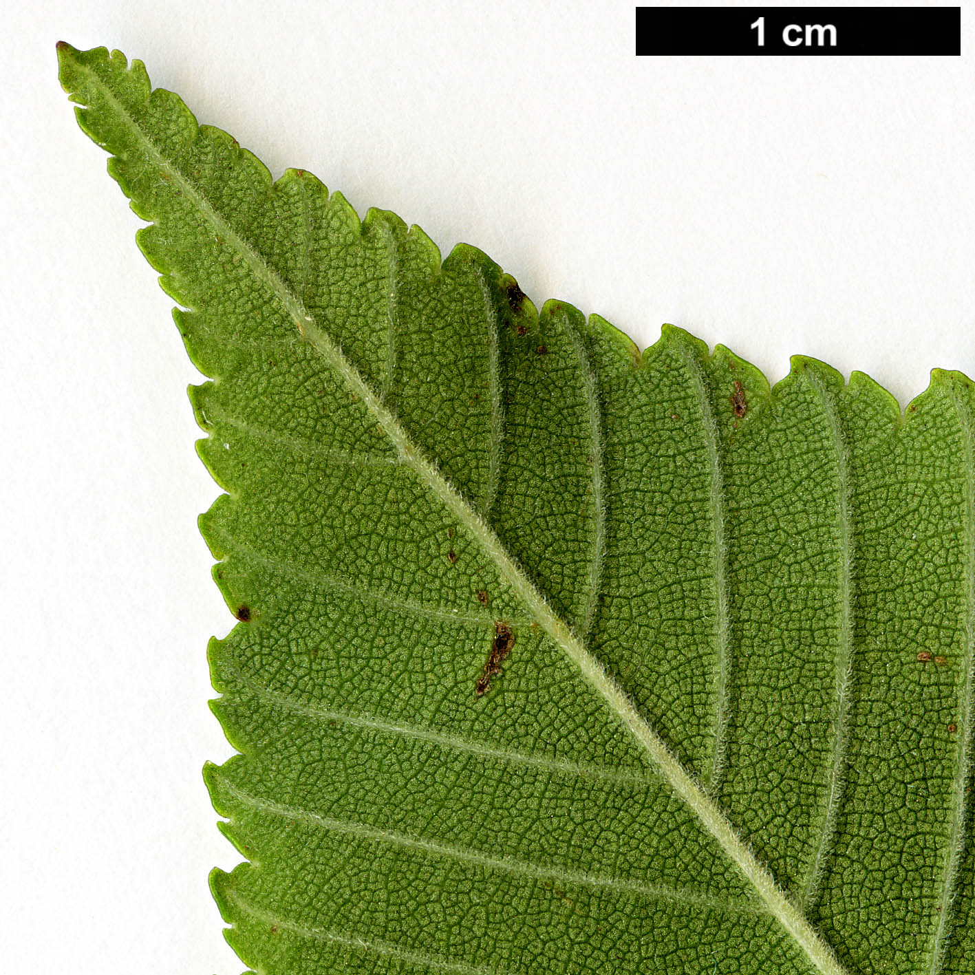 High resolution image: Family: Ulmaceae - Genus: Ulmus - Taxon: castaneifolia