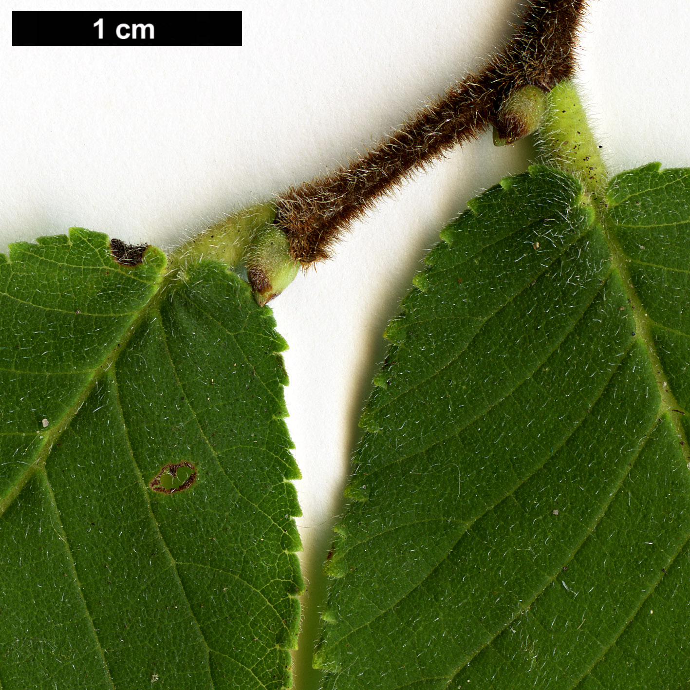 High resolution image: Family: Ulmaceae - Genus: Ulmus - Taxon: chenmoui