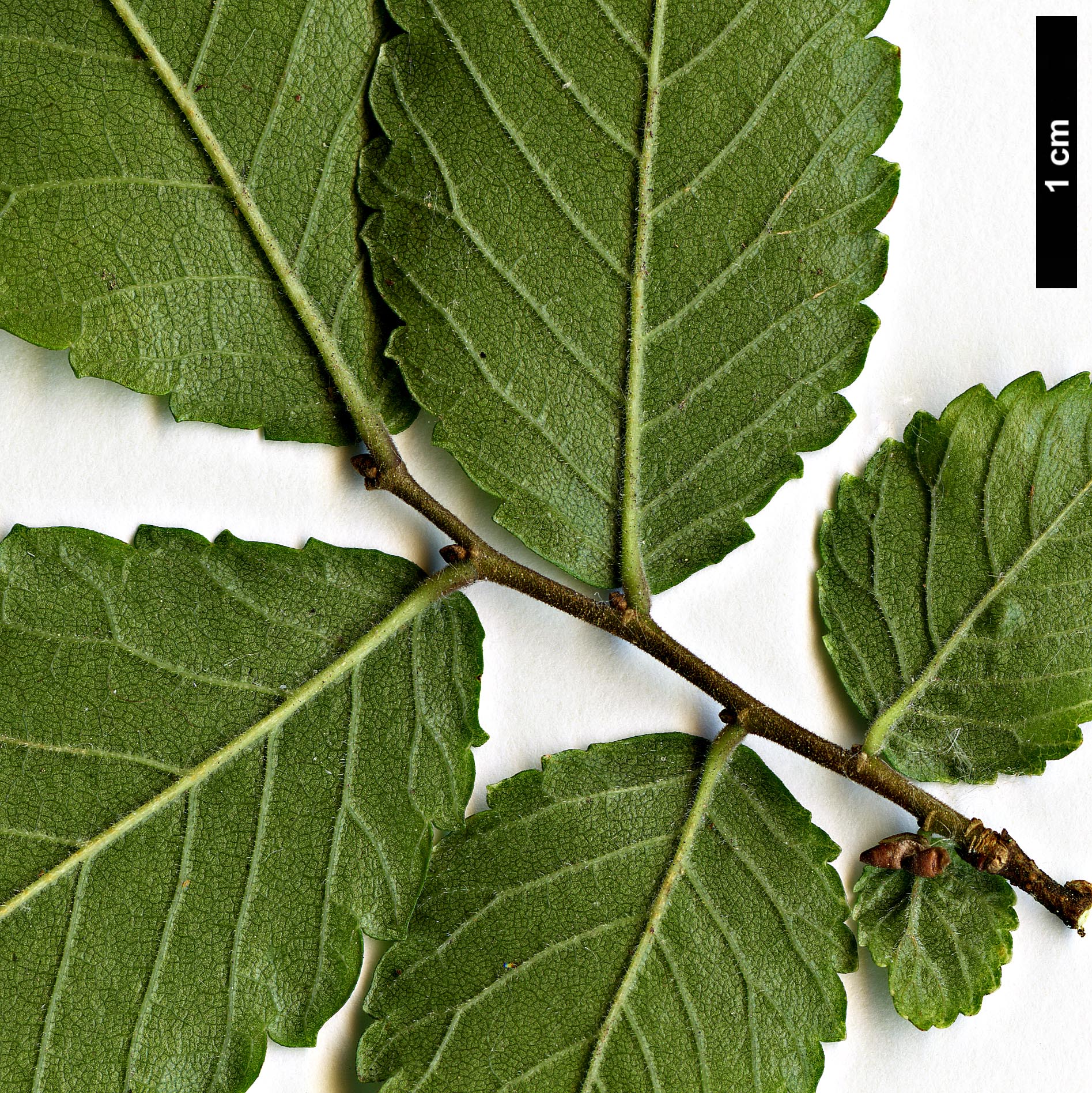 High resolution image: Family: Ulmaceae - Genus: Ulmus - Taxon: crassifolia