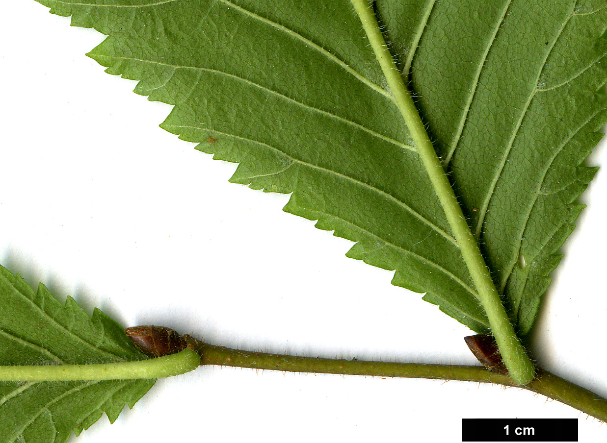 High resolution image: Family: Ulmaceae - Genus: Ulmus - Taxon: glabra