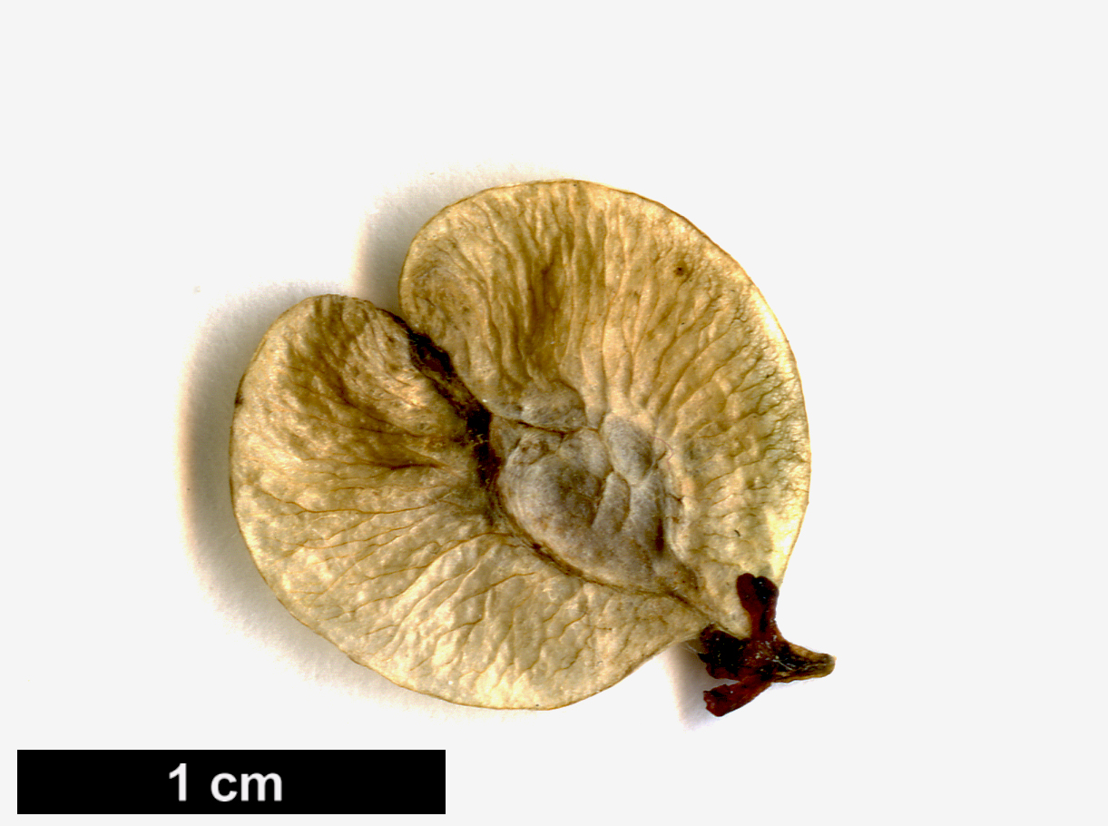 High resolution image: Family: Ulmaceae - Genus: Ulmus - Taxon: pumila