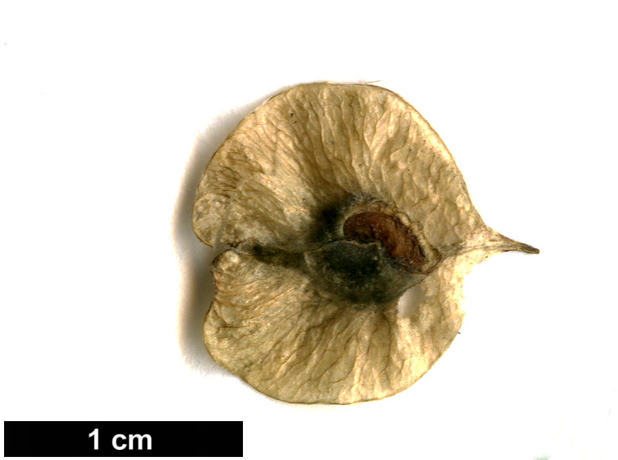 High resolution image: Family: Ulmaceae - Genus: Ulmus - Taxon: pumila