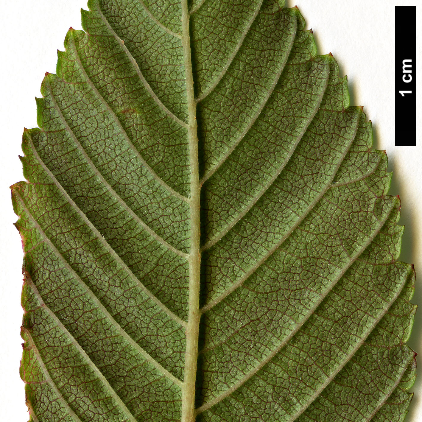 High resolution image: Family: Ulmaceae - Genus: Ulmus - Taxon: uyematsui