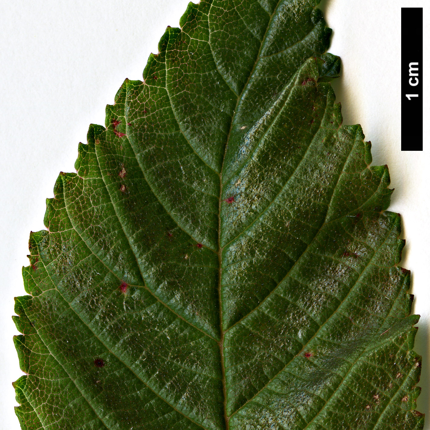 High resolution image: Family: Ulmaceae - Genus: Ulmus - Taxon: uyematsui