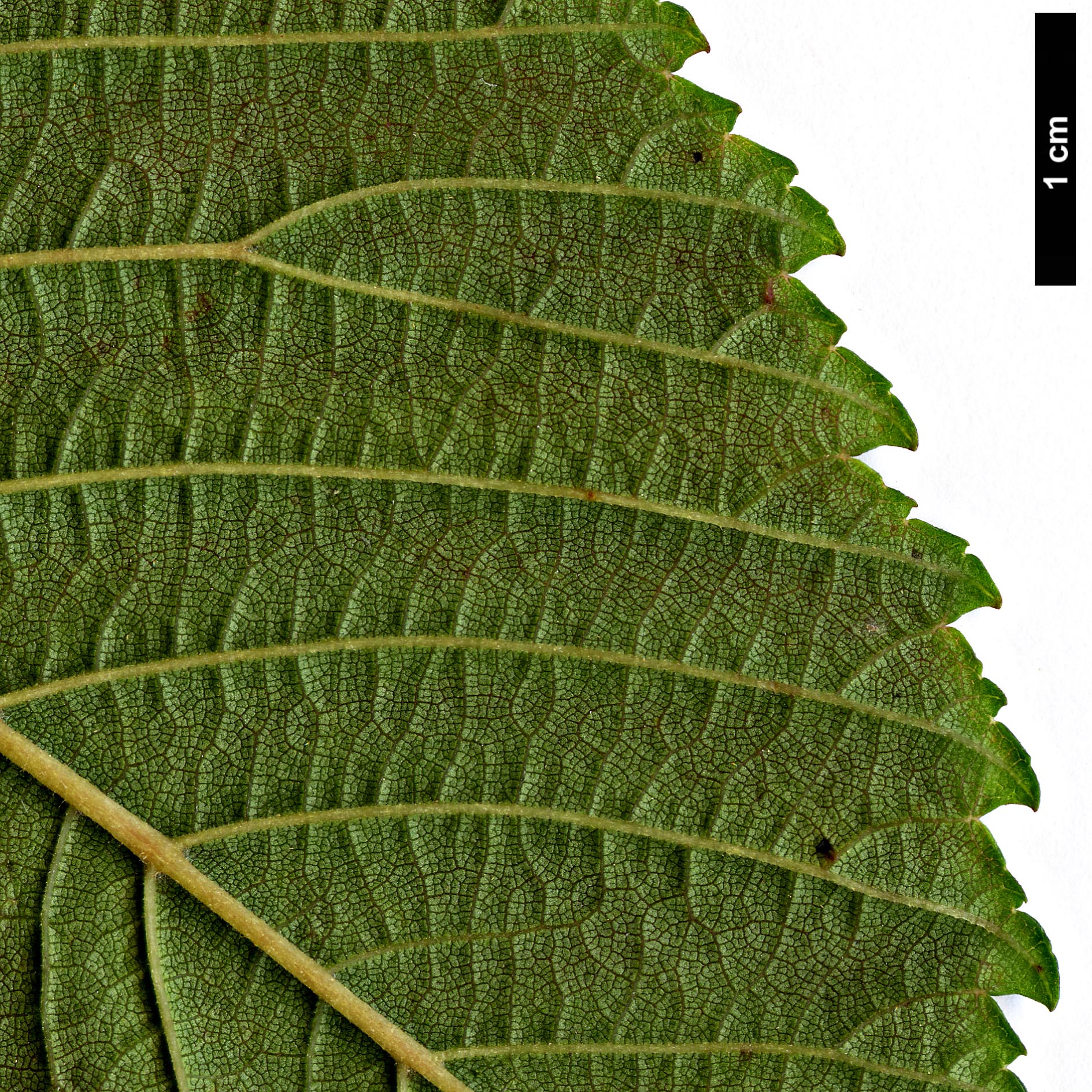 High resolution image: Family: Ulmaceae - Genus: Ulmus - Taxon: uyematsui