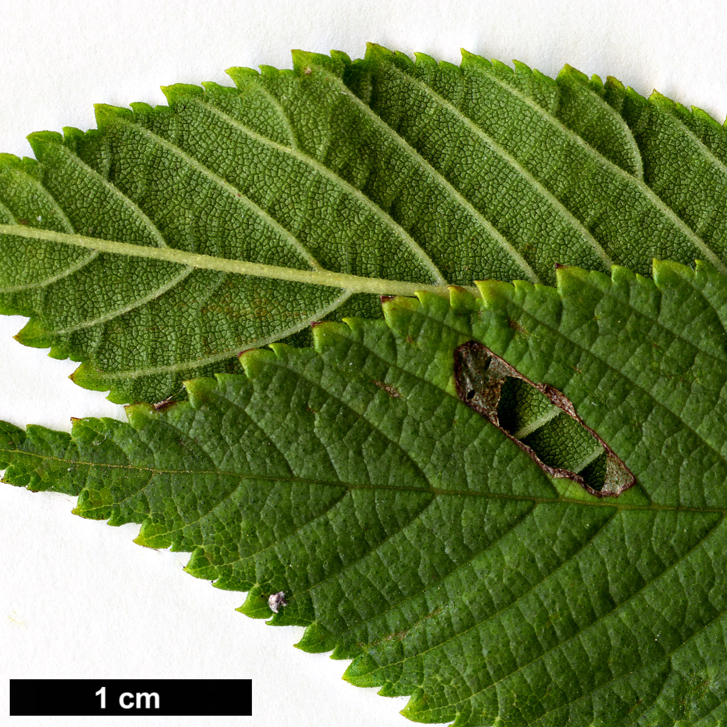 High resolution image: Family: Ulmaceae - Genus: Ulmus - Taxon: uyematsui