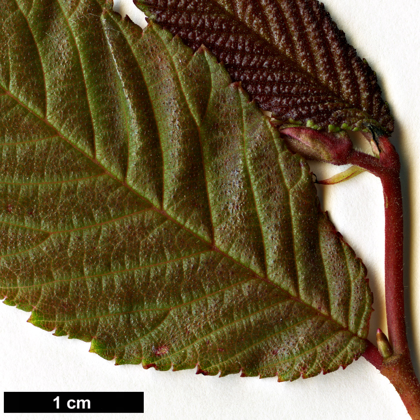 High resolution image: Family: Ulmaceae - Genus: Ulmus - Taxon: uyematsui