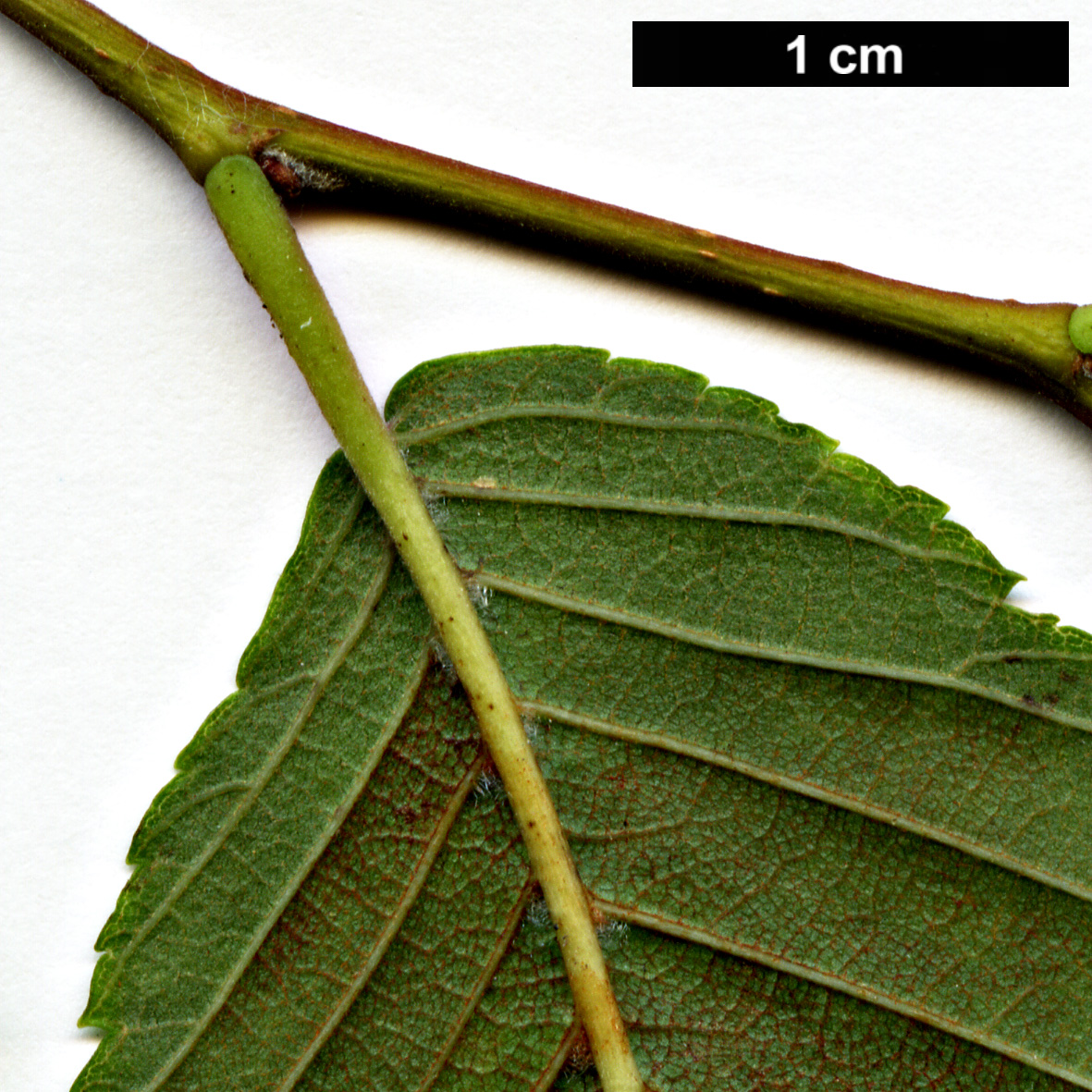 High resolution image: Family: Ulmaceae - Genus: Ulmus - Taxon: villosa