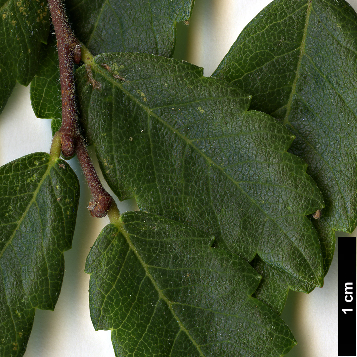 High resolution image: Family: Ulmaceae - Genus: Zelkova - Taxon: abelicea