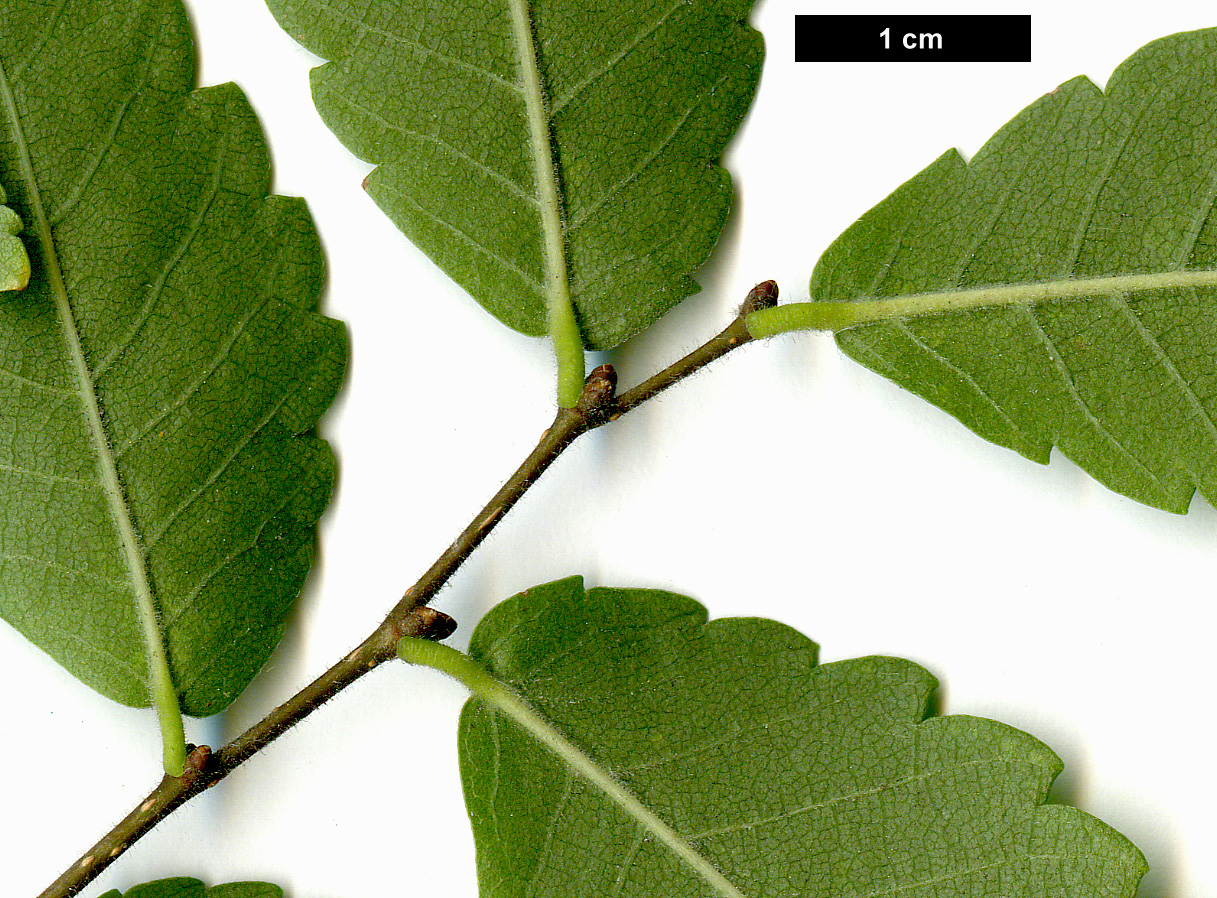 High resolution image: Family: Ulmaceae - Genus: Zelkova - Taxon: carpinifolia