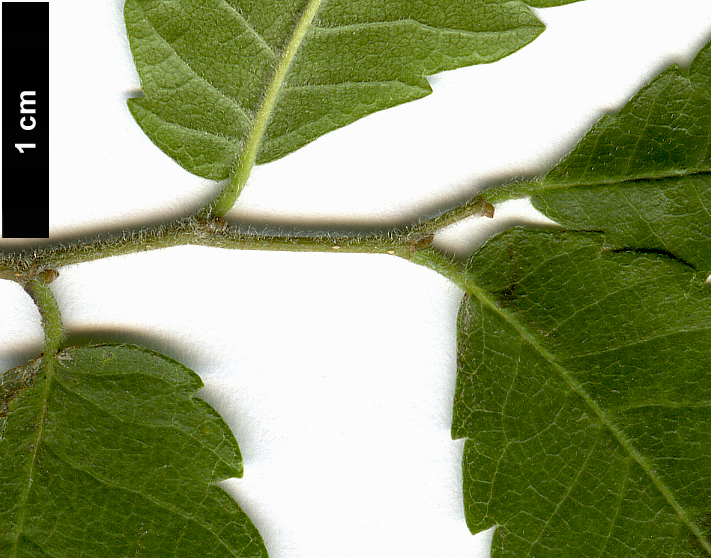 High resolution image: Family: Ulmaceae - Genus: Zelkova - Taxon: carpinifolia