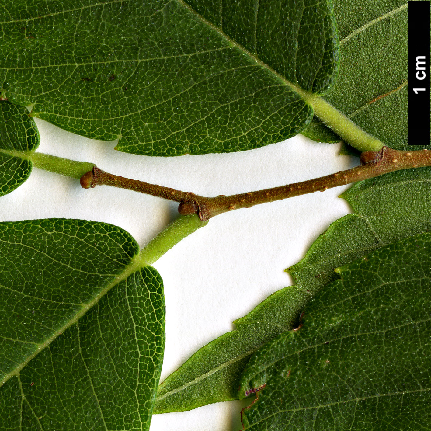 High resolution image: Family: Ulmaceae - Genus: Zelkova - Taxon: schneideriana