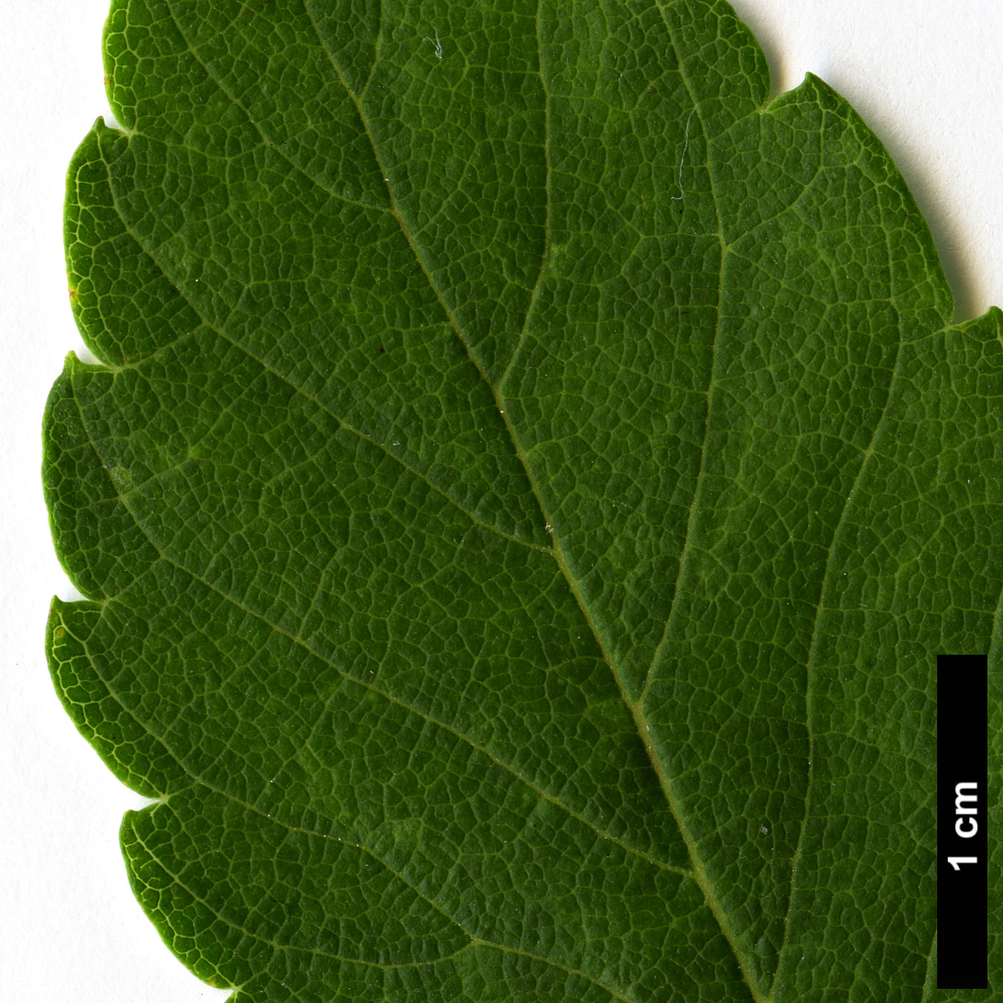 High resolution image: Family: Ulmaceae - Genus: Zelkova - Taxon: sinica