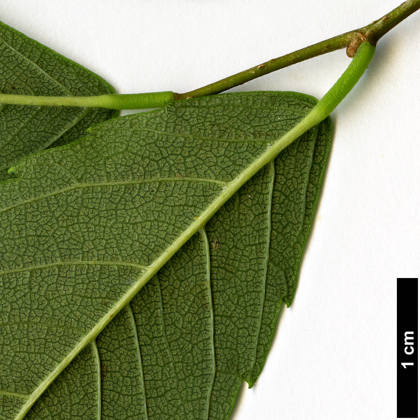 High resolution image: Family: Ulmaceae - Genus: Zelkova - Taxon: sinica