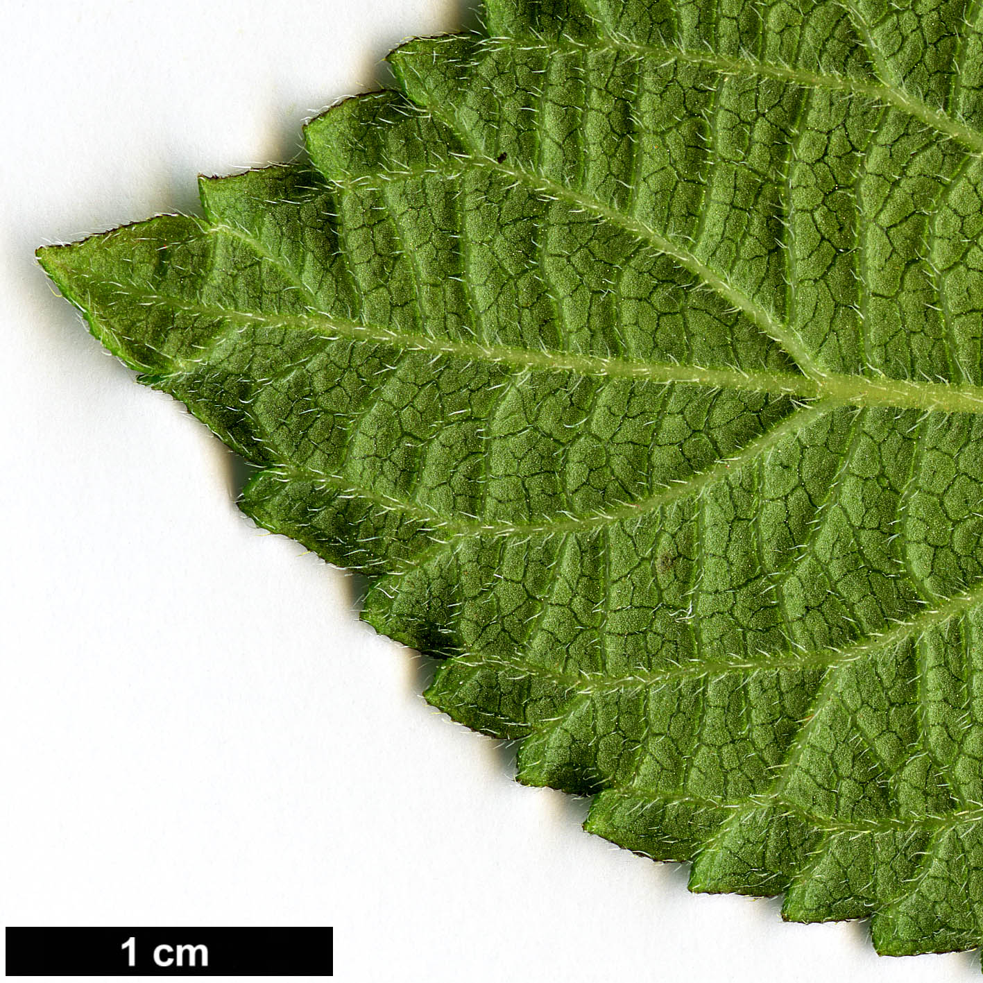 High resolution image: Family: Verbenaceae - Genus: Lantana - Taxon: camara