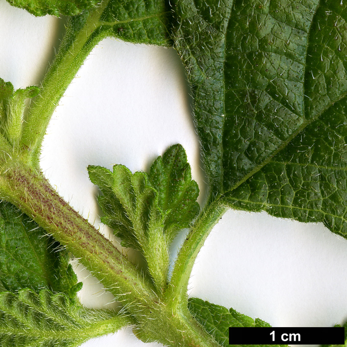 High resolution image: Family: Verbenaceae - Genus: Lantana - Taxon: camara