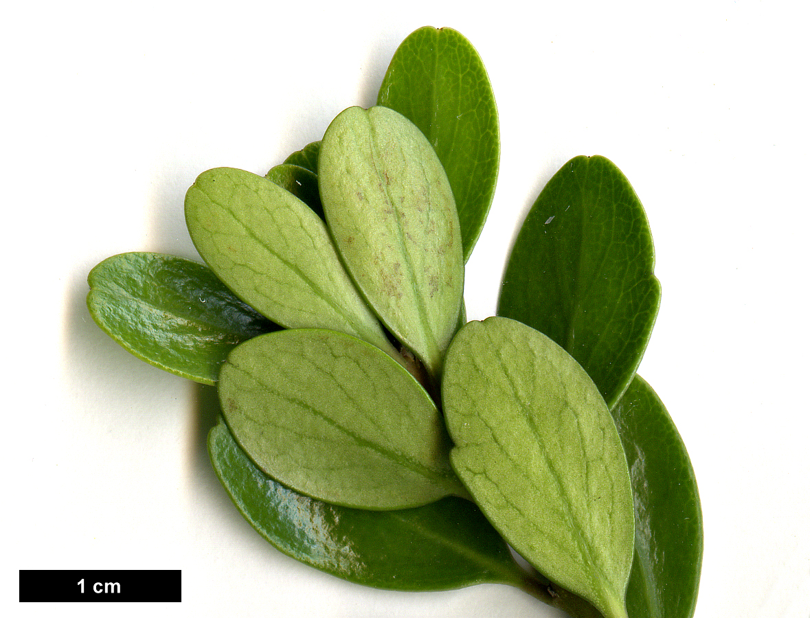 High resolution image: Family: Violaceae - Genus: Melicytus - Taxon: obovatus