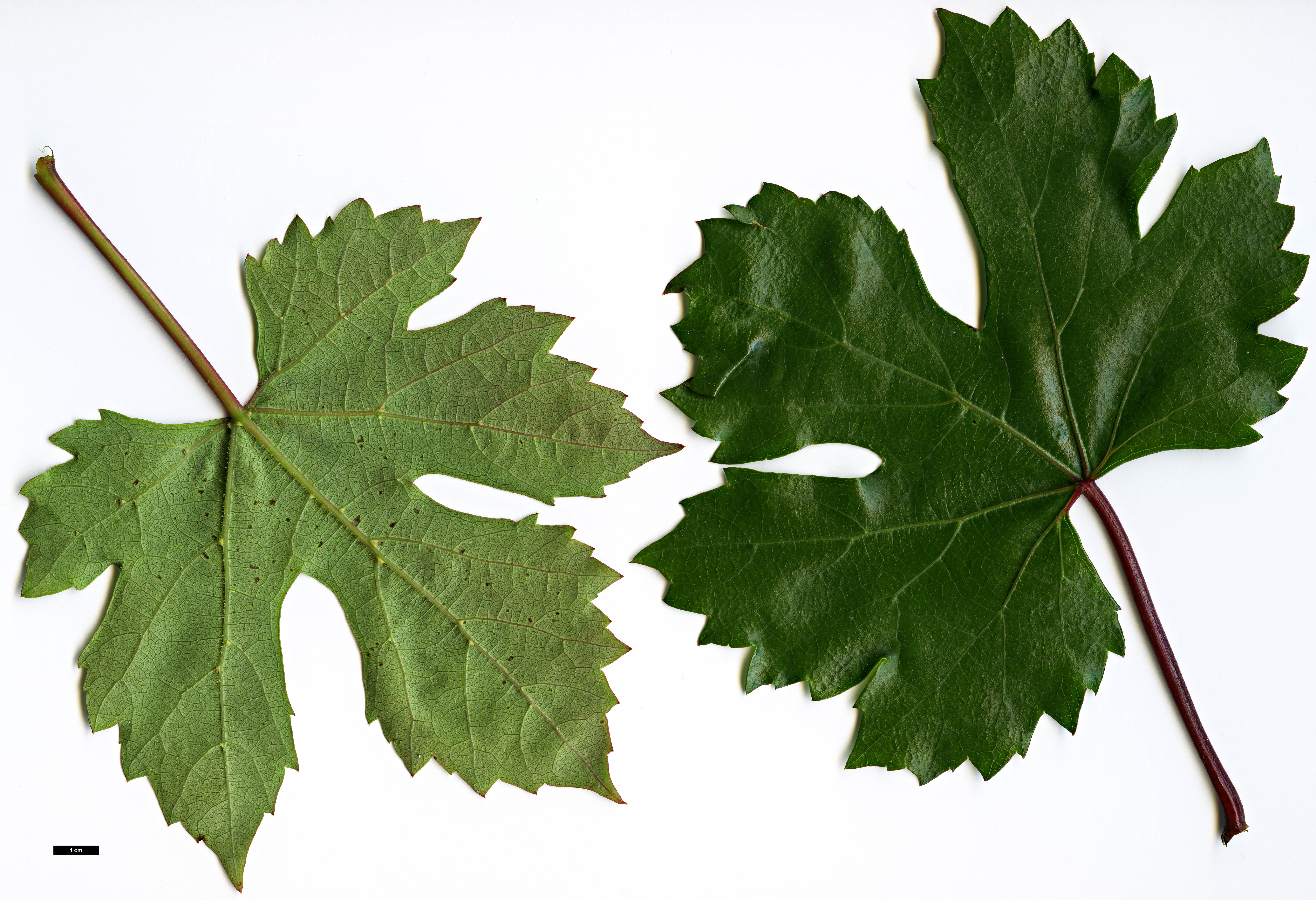 High resolution image: Family: Vitaceae - Genus: Ampelopsis - Taxon: humulifolia