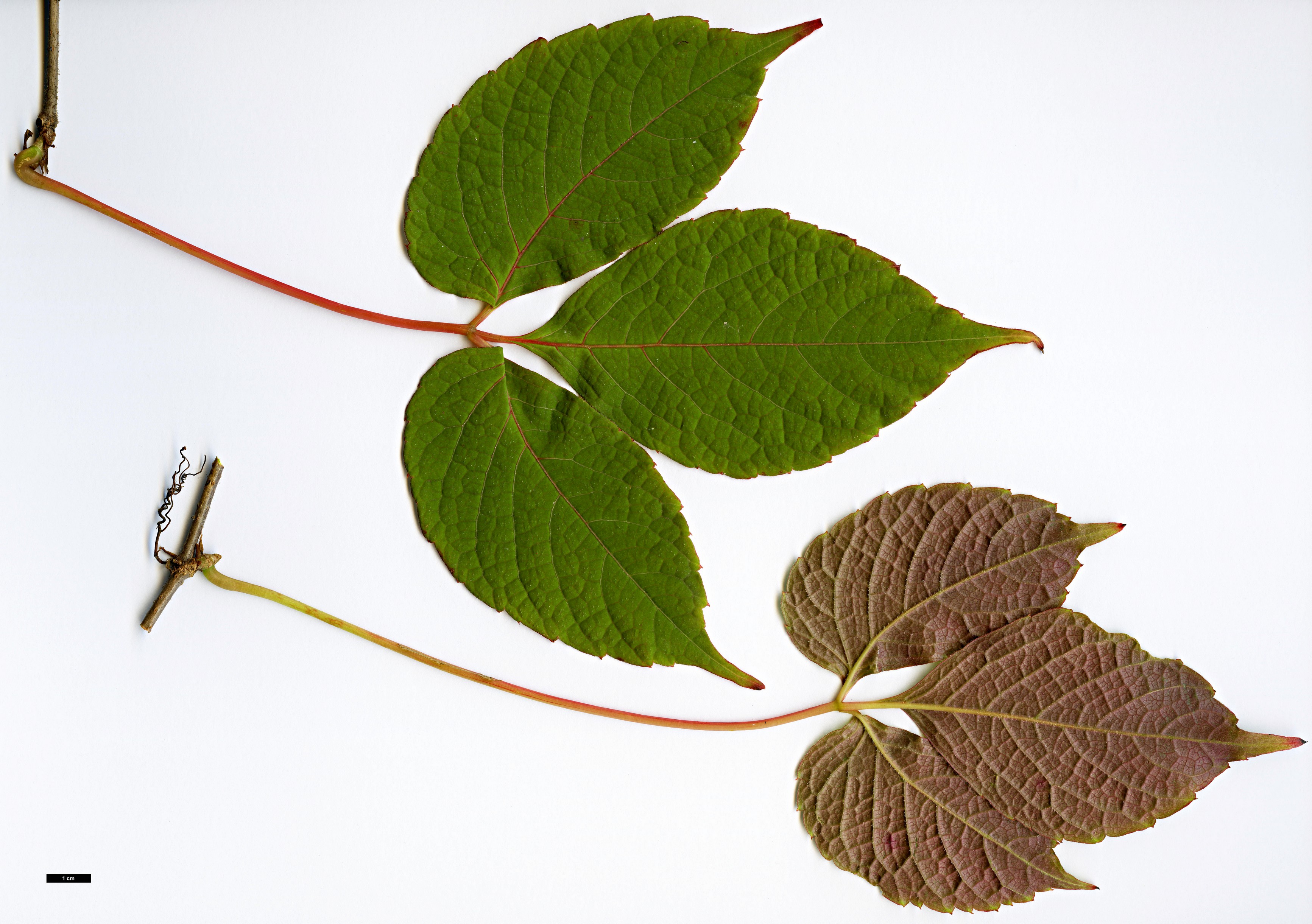 High resolution image: Family: Vitaceae - Genus: Parthenocissus - Taxon: himalayana