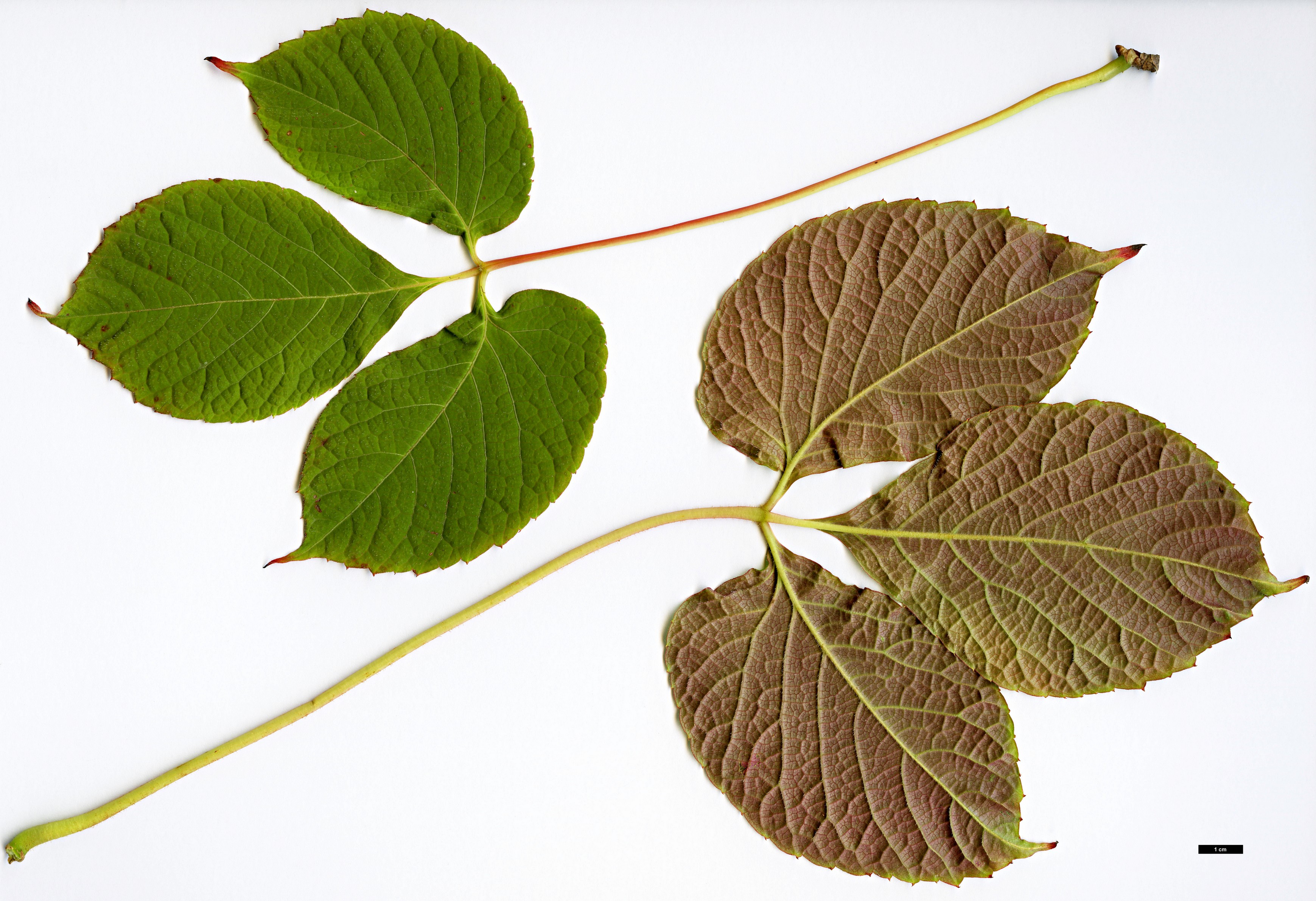 High resolution image: Family: Vitaceae - Genus: Parthenocissus - Taxon: himalayana