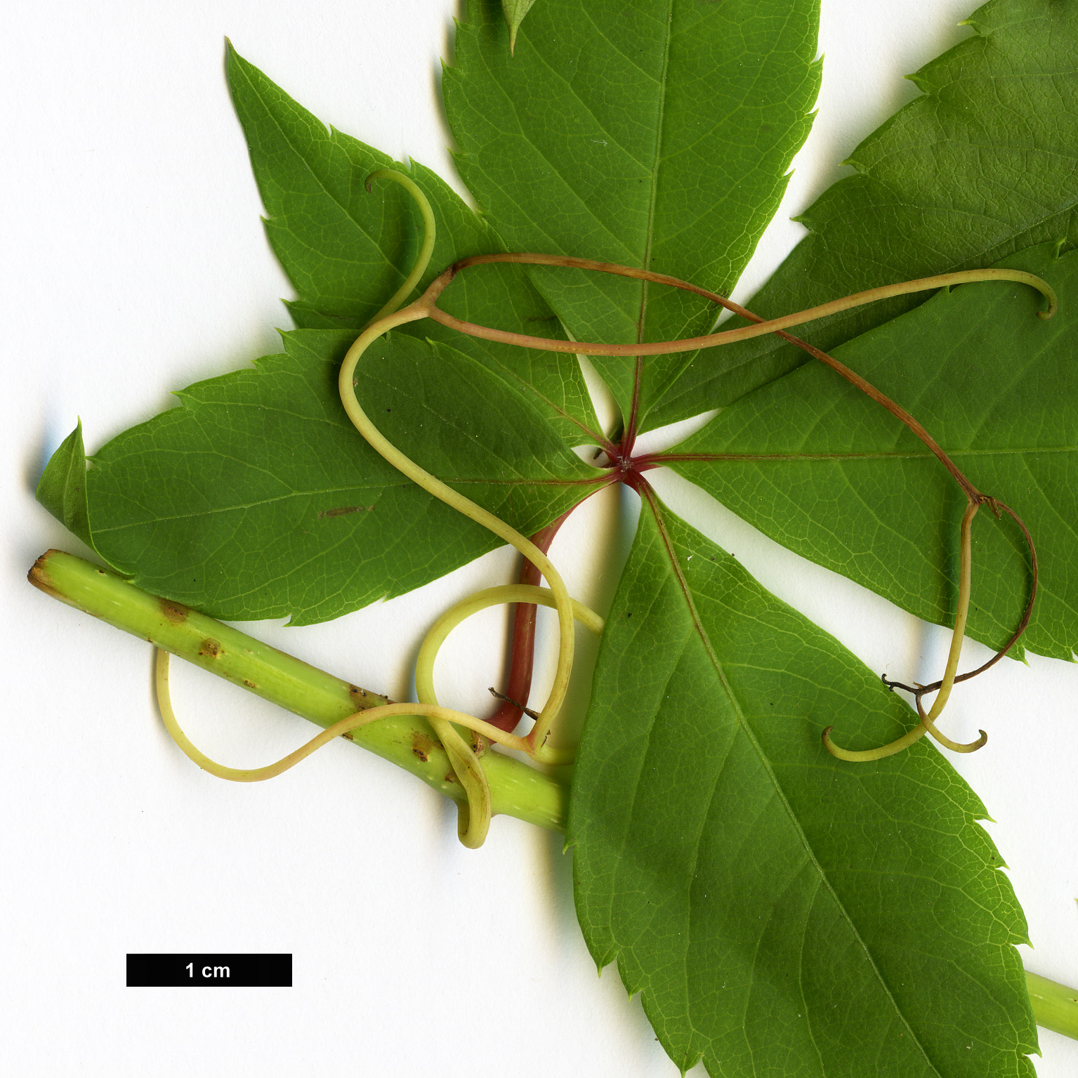 High resolution image: Family: Vitaceae - Genus: Parthenocissus - Taxon: inserta